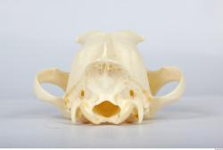 Dog skull